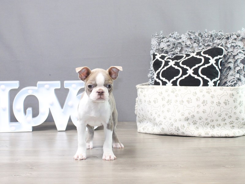 Boston Terrier