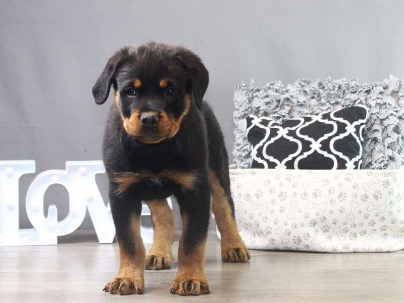 Rottweiler