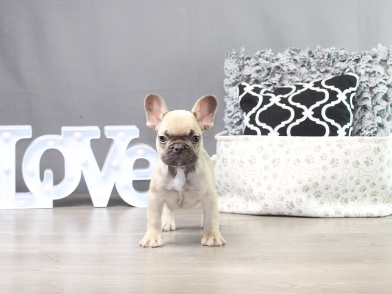 French Bulldog – 19230