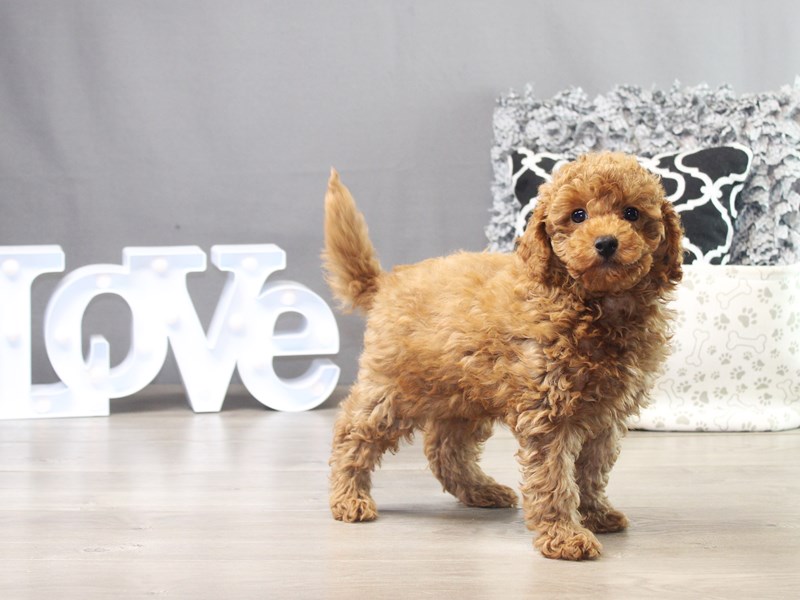 Bichonpoo