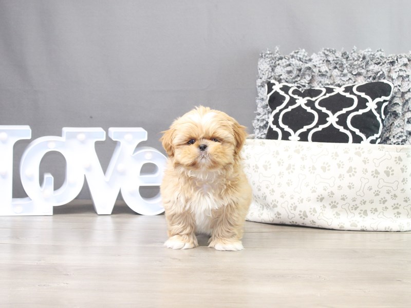 Shih Tzu