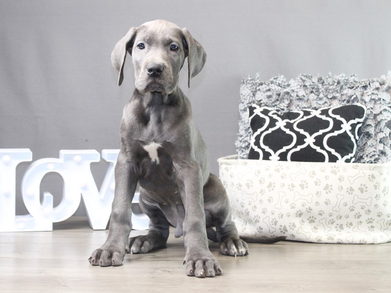 Great Dane