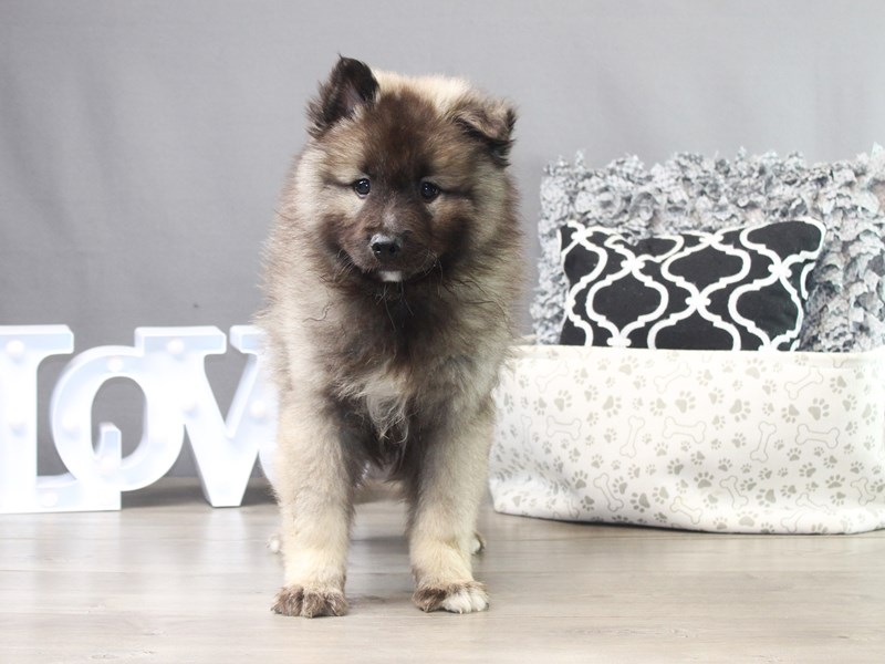 Keeshond
