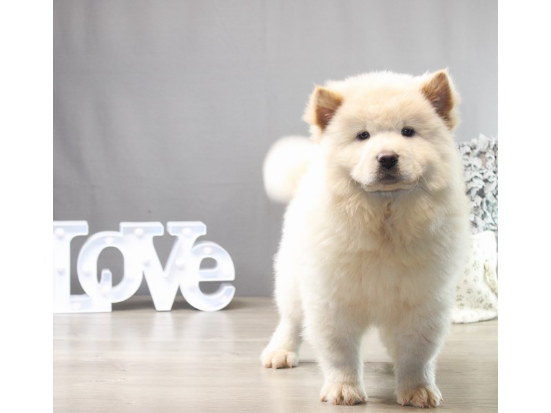 Chow Chow