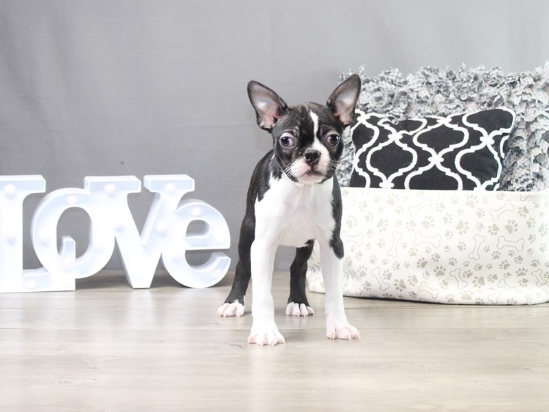 Boston Terrier – Raymond