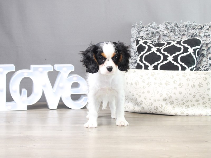 Cavalier King Charles Spaniel – 19257