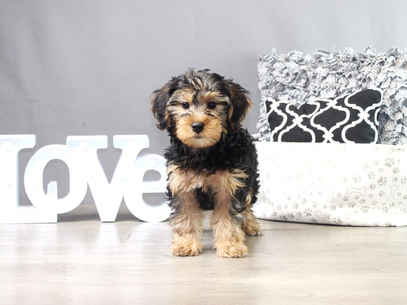 Yorkiepoo