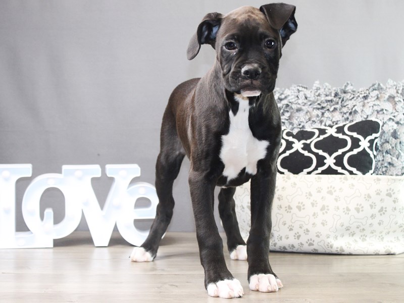 Boxer