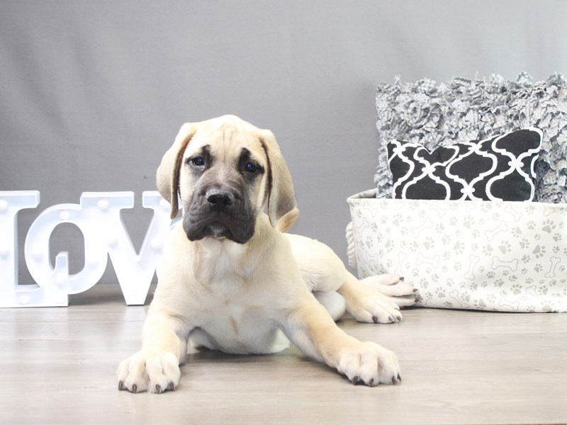 Mastiff – 19275