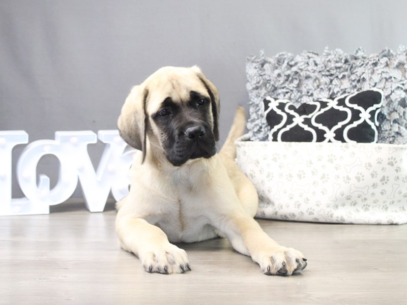 Mastiff – 19276
