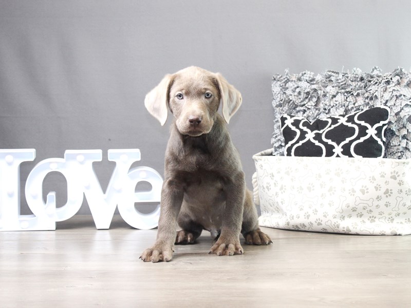 Labrador Retriever