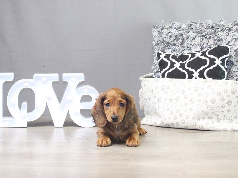 Dachshund