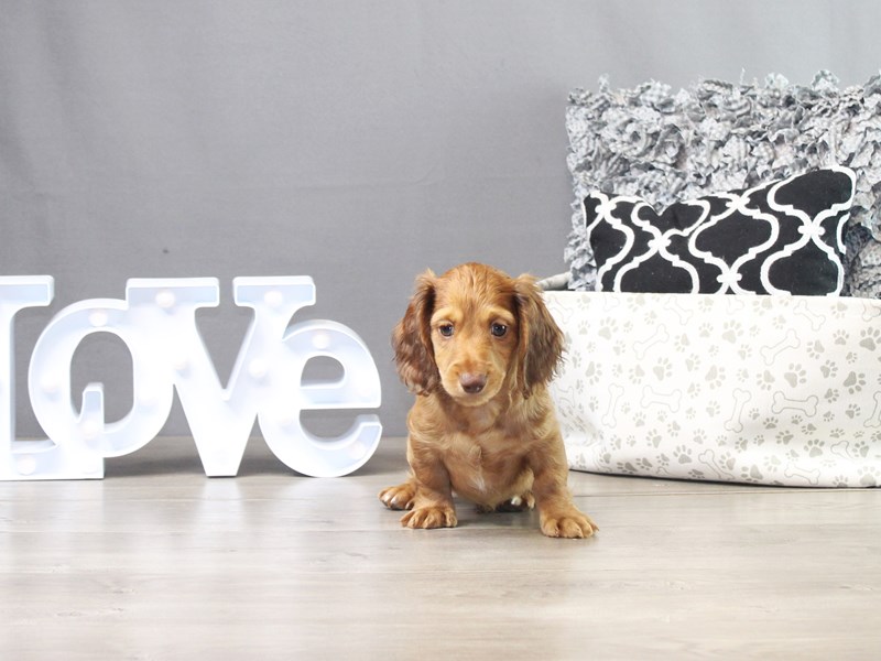 Dachshund