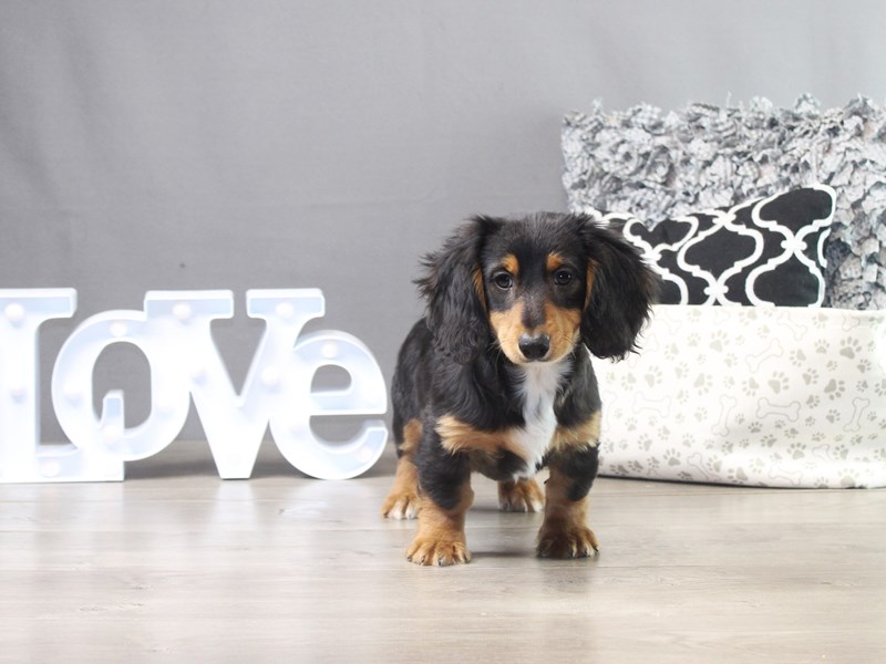 Dachshund – Buster