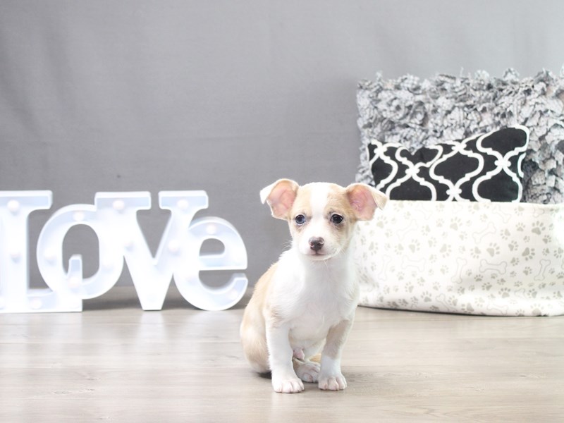 Chihuahua