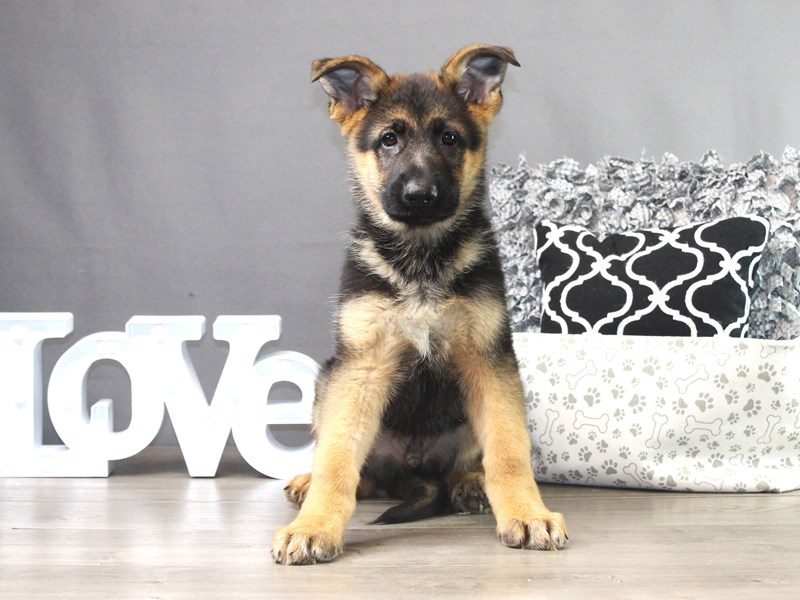German Shepherd Dog