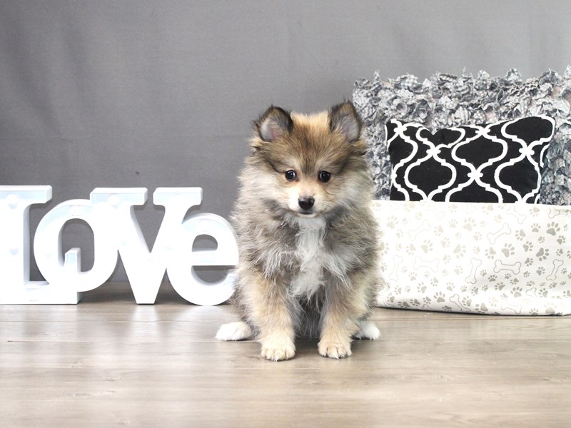 Pomeranian