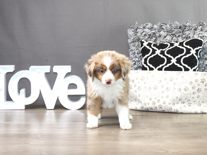 Miniature Australian Shepherd – 19296