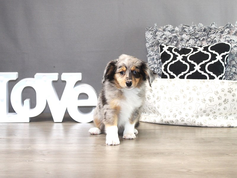 Miniature Australian Shepherd – 19297