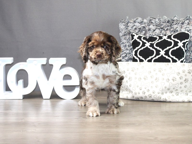 Cocker Spaniel