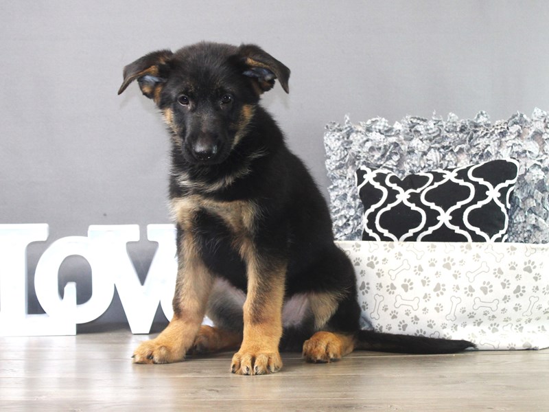 German Shepherd Dog
