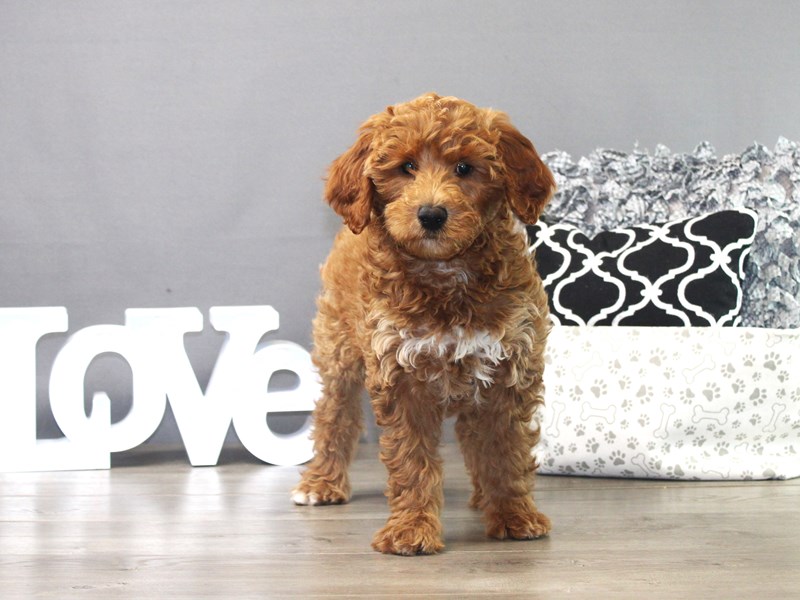 Goldendoodle – 19318