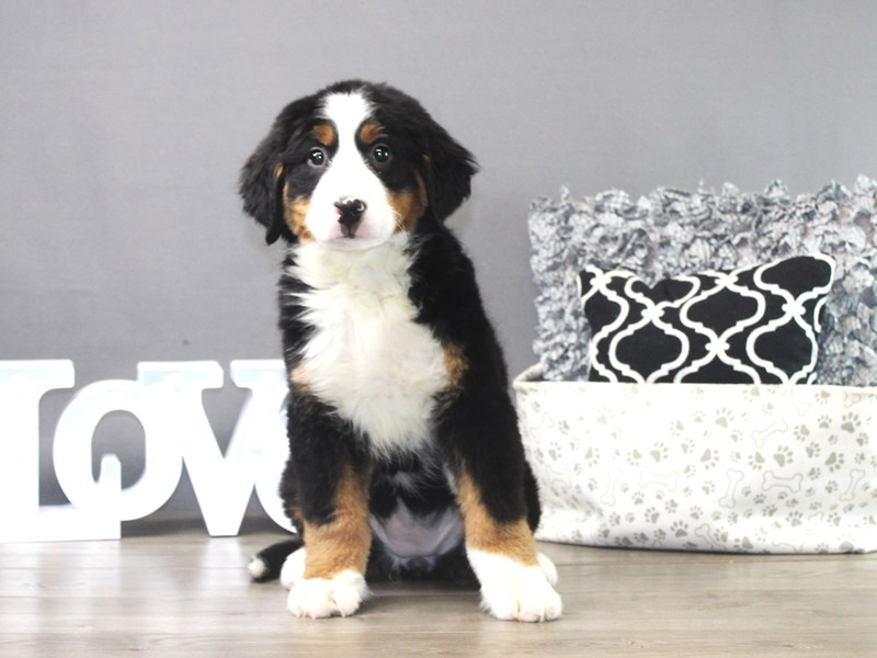 Bernese Mountain Dog