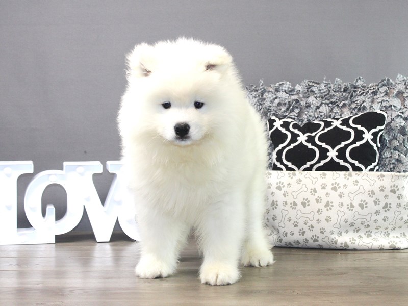 Samoyed – 19305