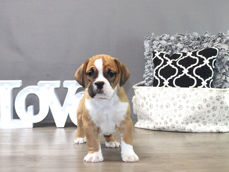 Beabull Bulldog
