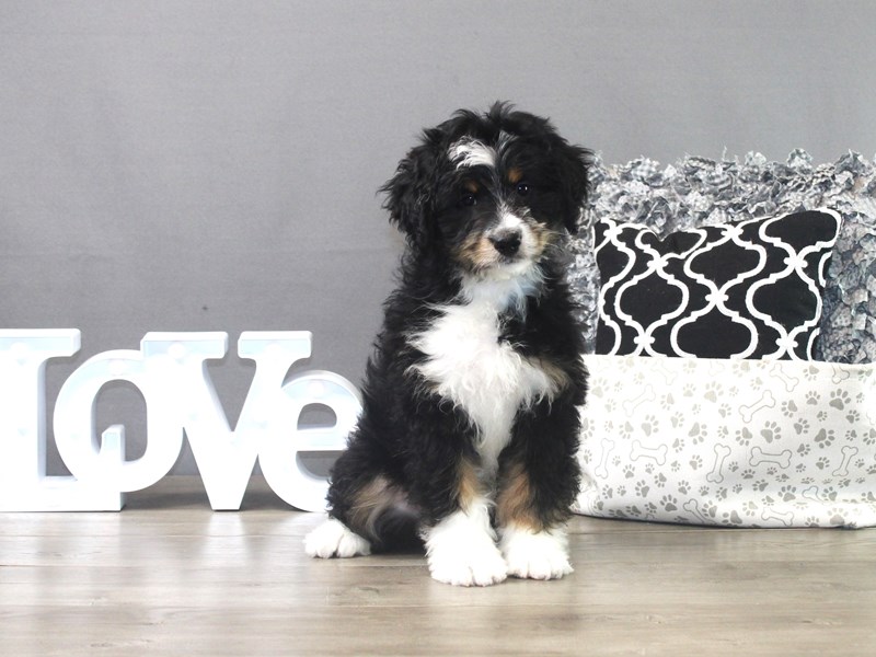 Mini Bernadoodle