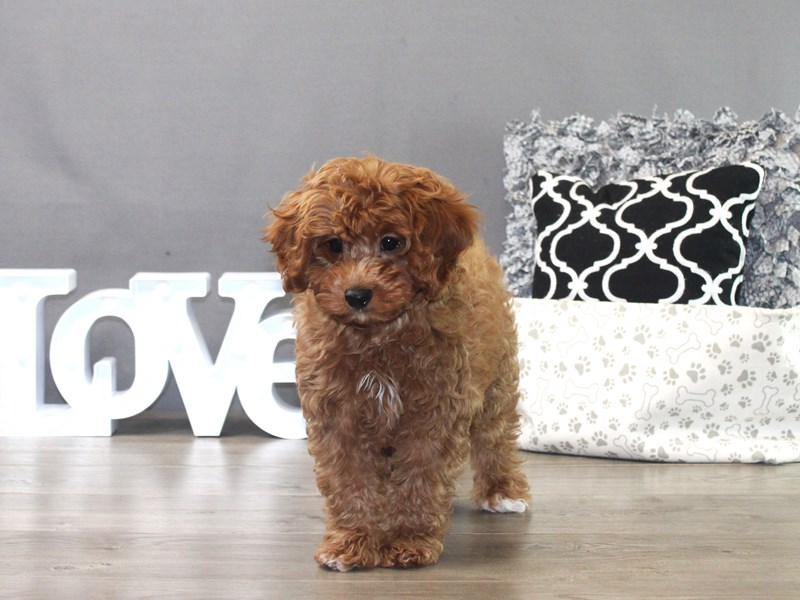 Cavapoo