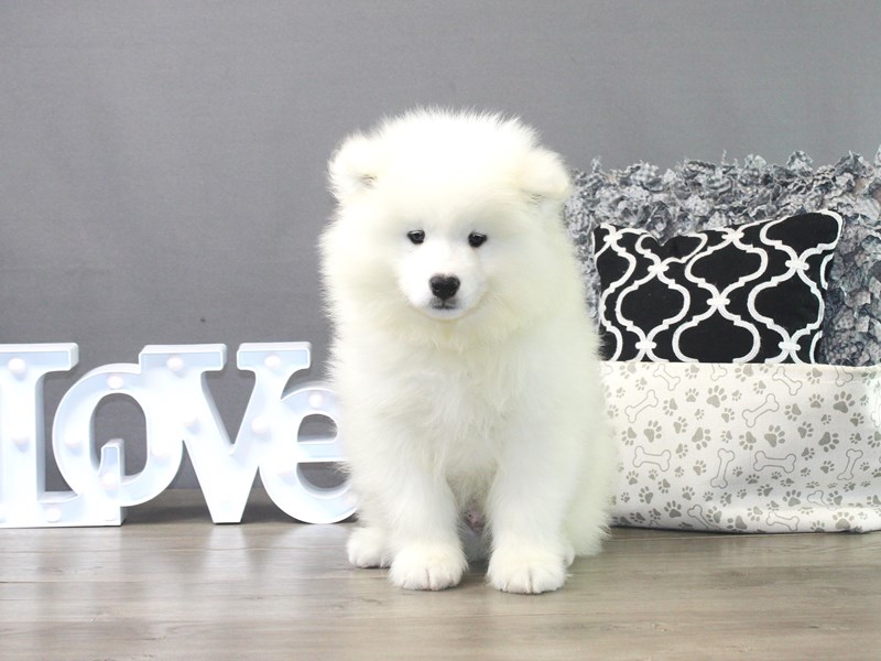 Samoyed