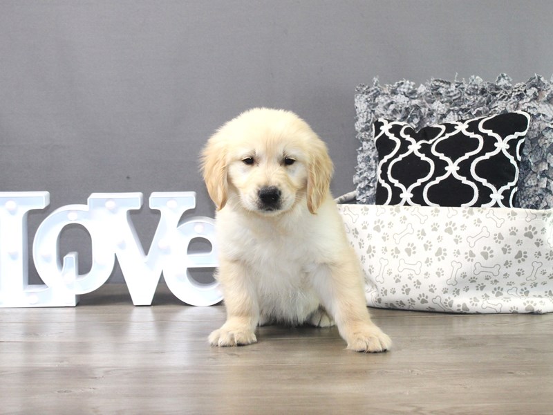 Golden Retriever