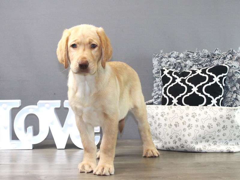 Labrador Retriever