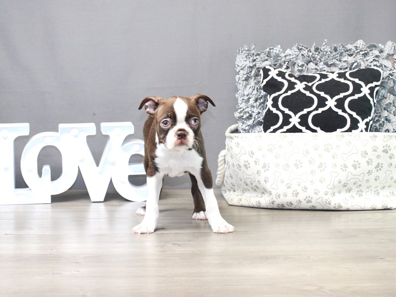 Boston Terrier