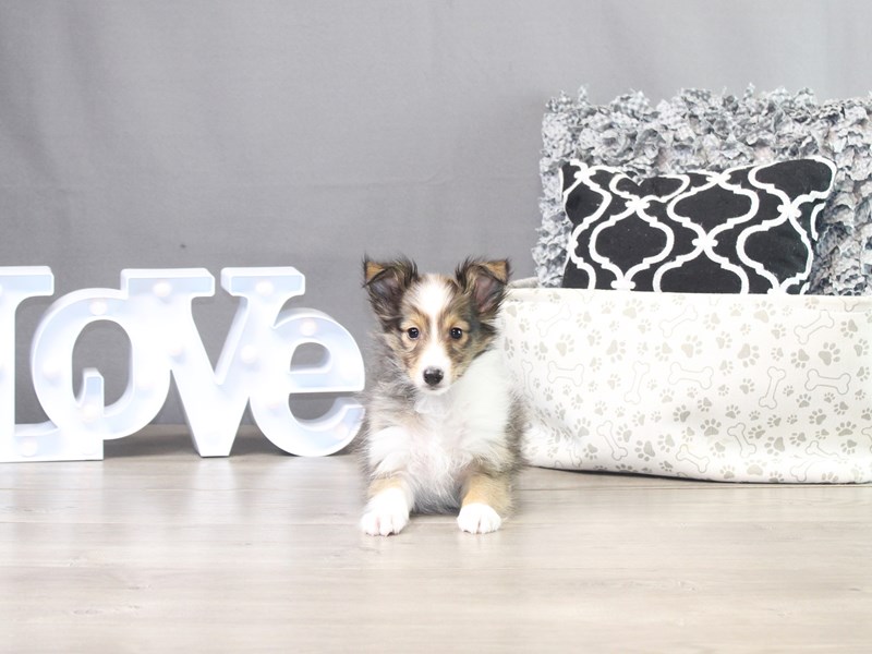 Shetland Sheepdog