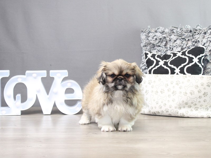 Pekingese