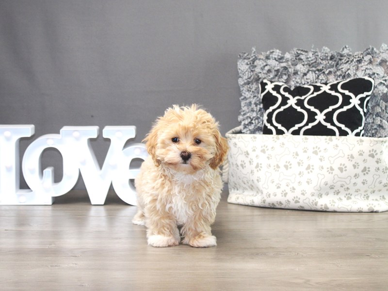 Maltipoo