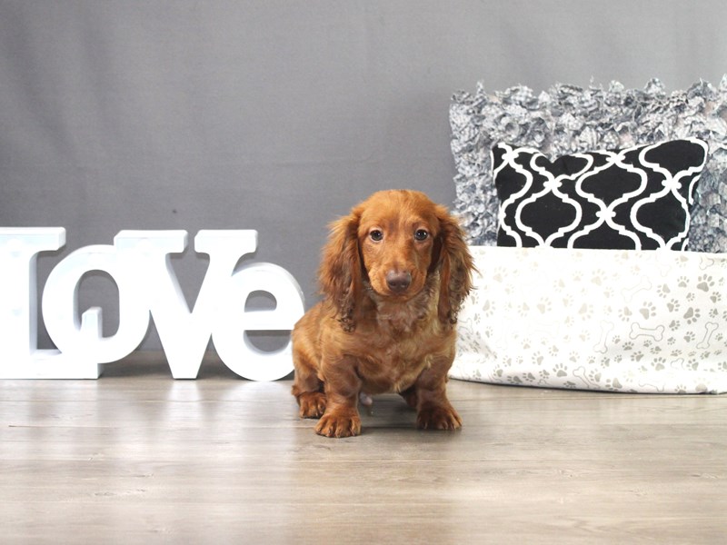 Dachshund