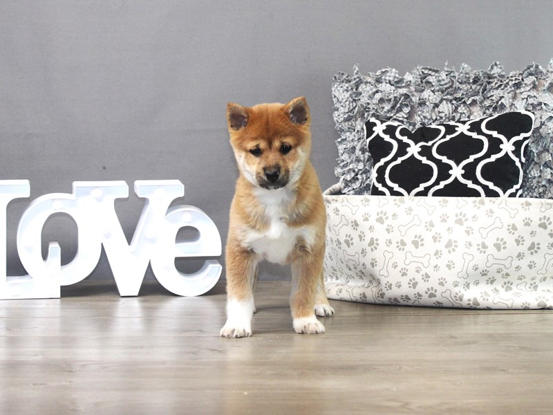 Shiba Inu