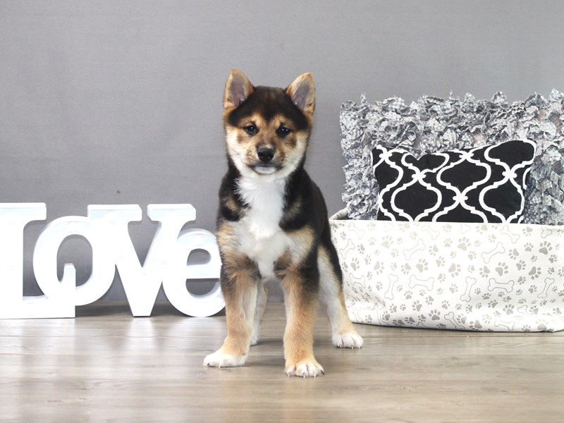 Shiba Inu