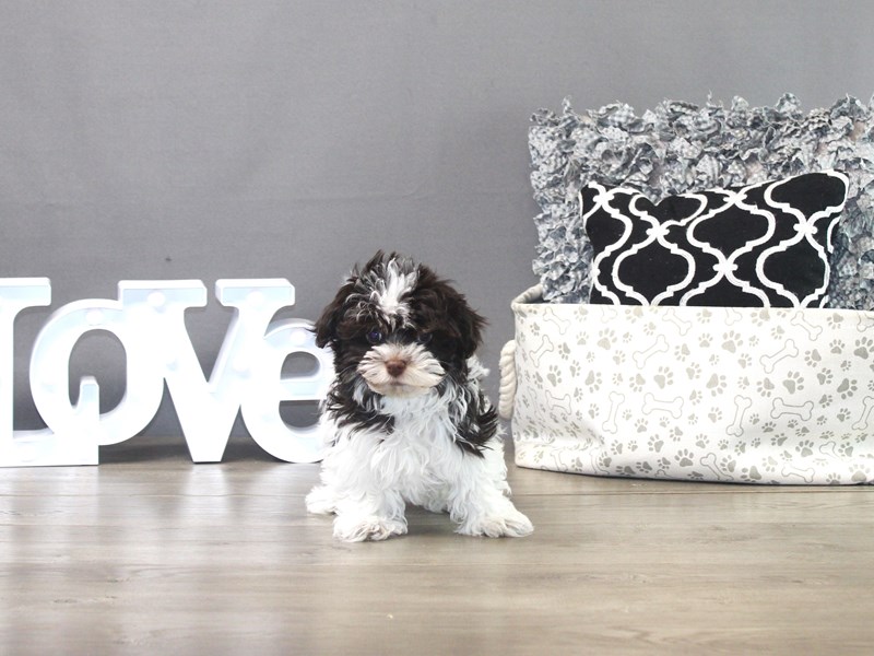 Havanese