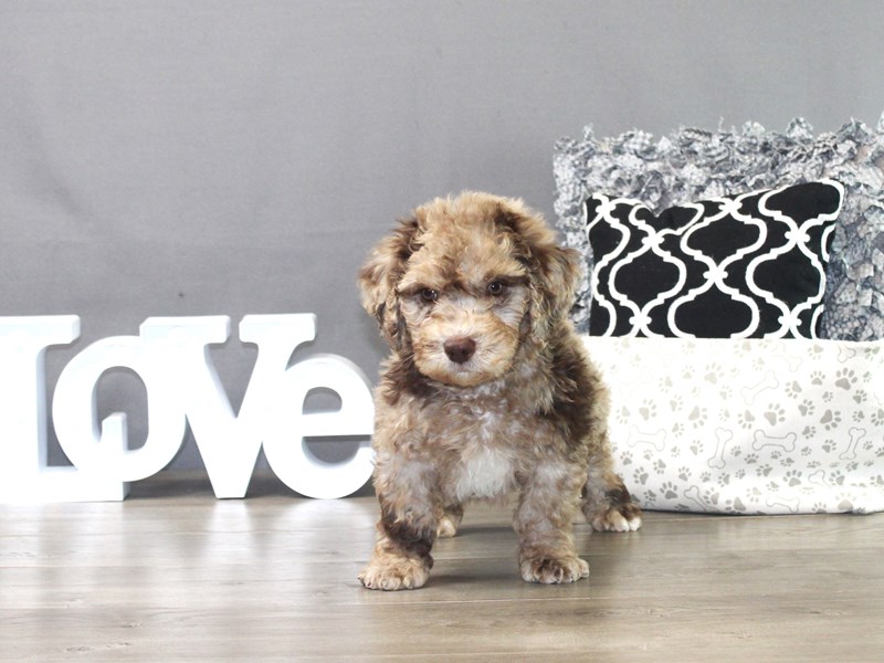 Mini Labradoodle