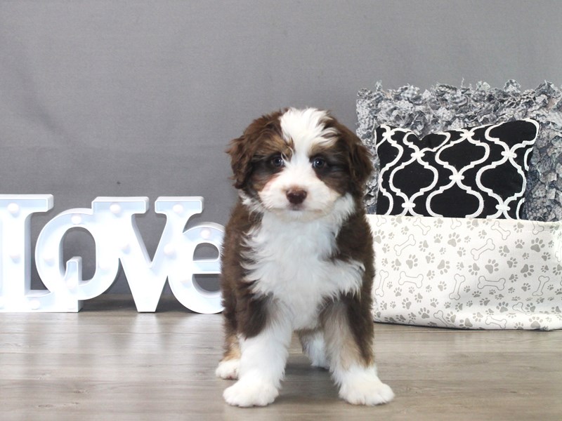 Mini Aussiedoodle