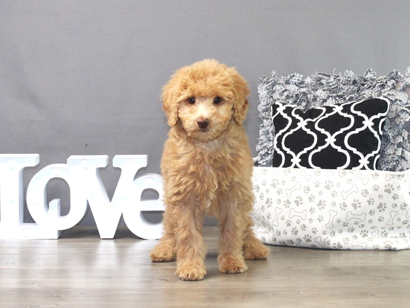 Mini Aussiedoodle