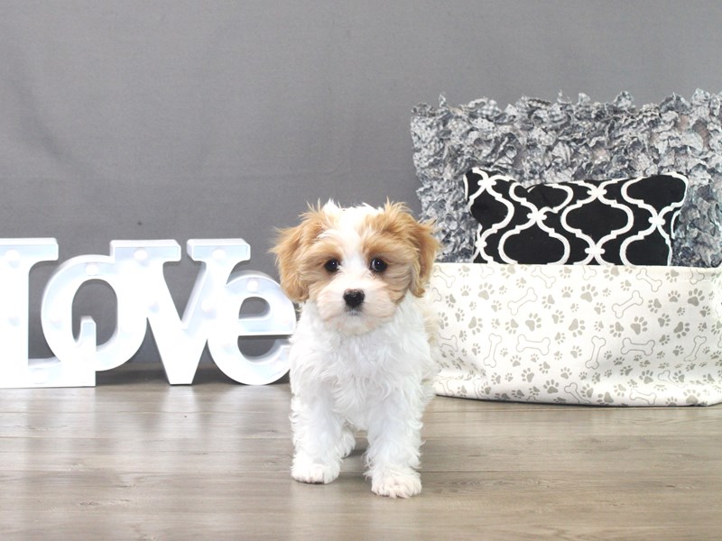 Cavachon