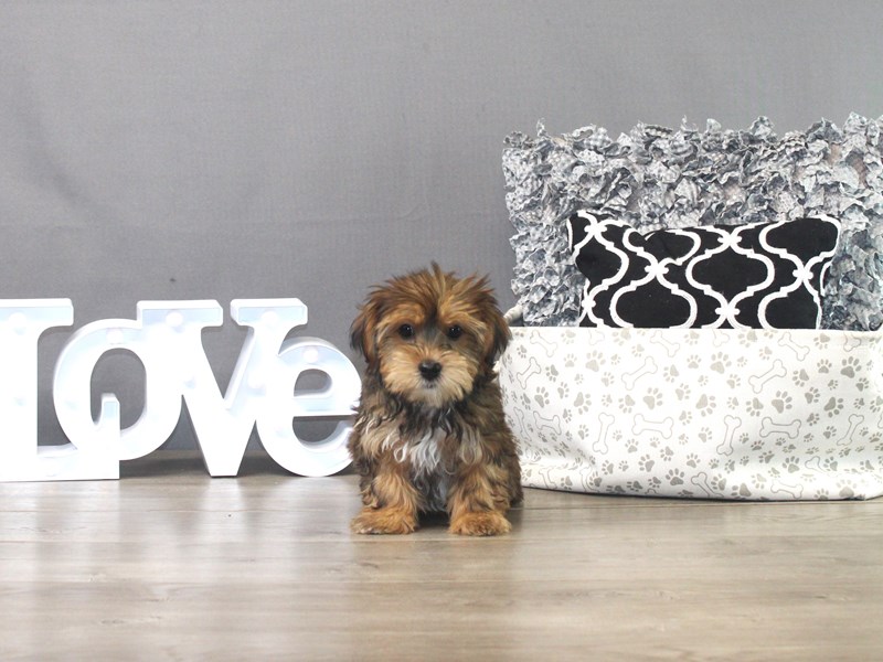 Shorkie
