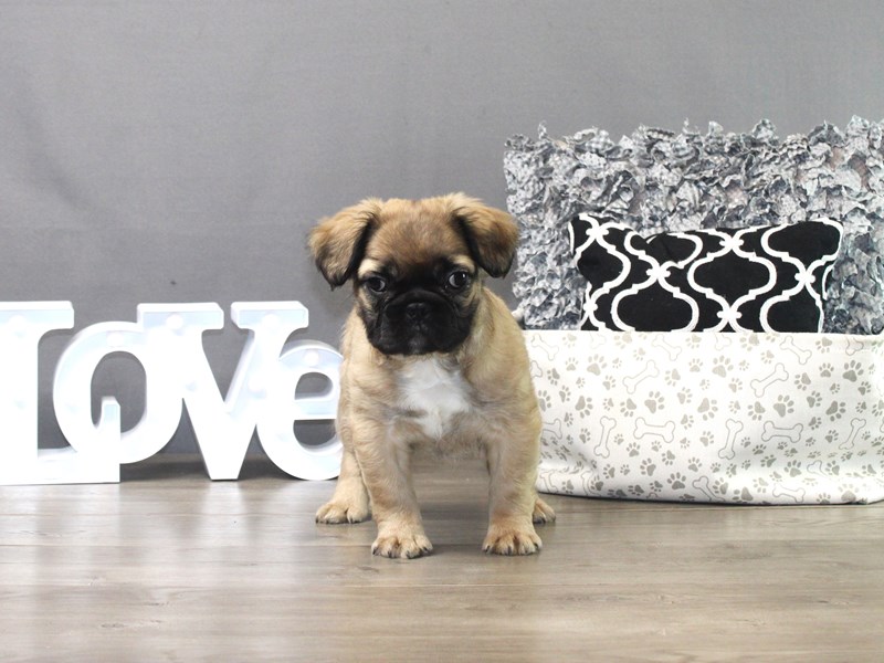 French Bulldog