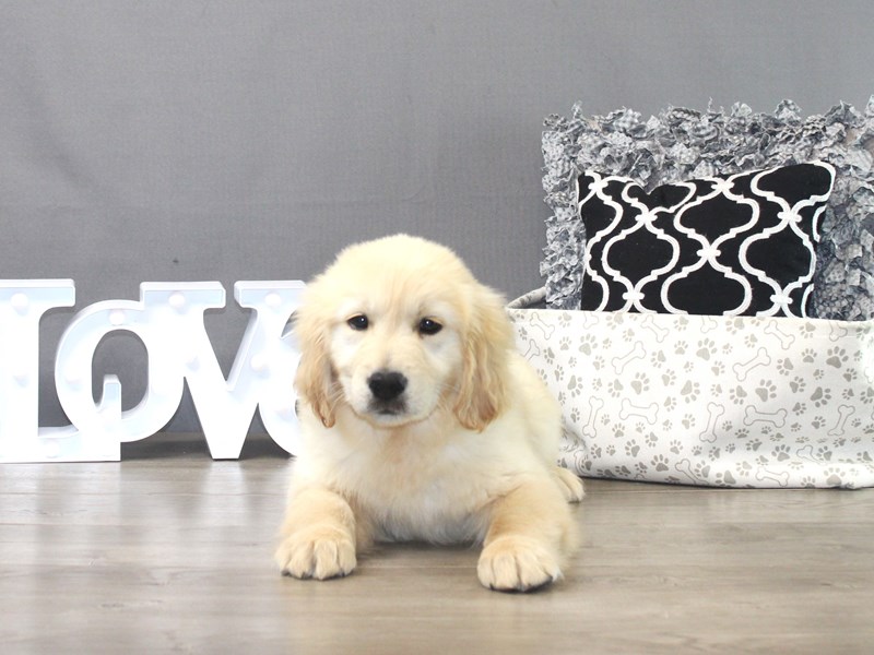 Golden Retriever