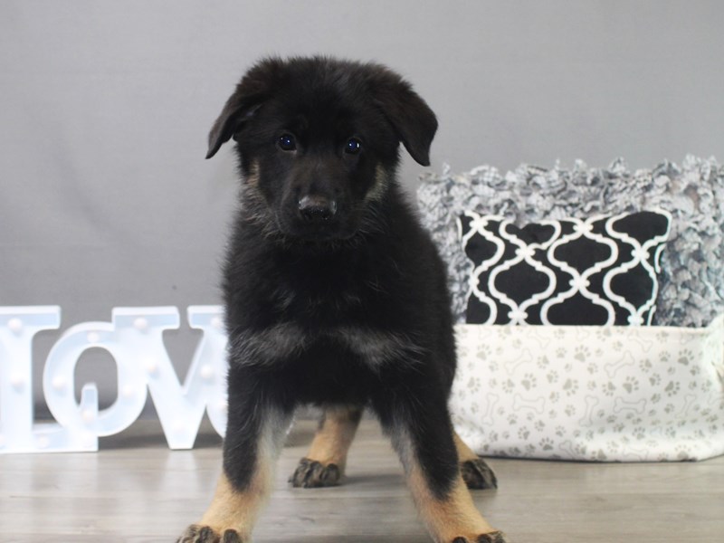 German Shepherd Dog – Max